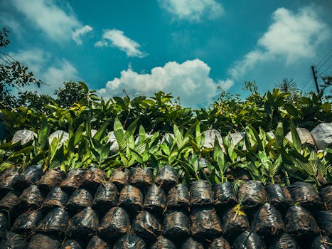 A low-angle shot of young plants in bags with a clear blue sky background.
